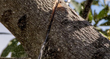 Abattage d’arbres à Montgeron 91